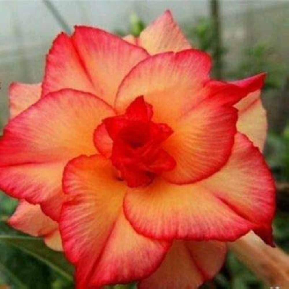 Orange Adenium Seeds