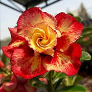 Orange Adenium Seeds