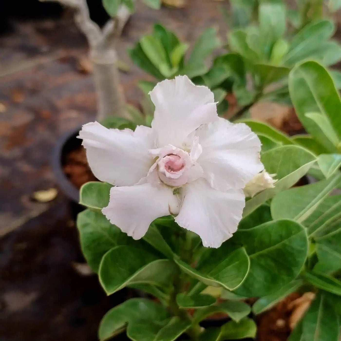 White Adenium Seeds