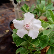 White Adenium Seeds