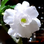 White Adenium Seeds