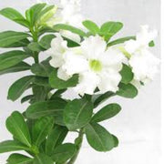 White Adenium Seeds