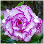 White Purple Adenium Seeds