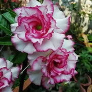 White Purple Adenium Seeds