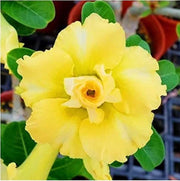 Yellow Adenium Seeds