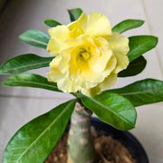Yellow Adenium Seeds
