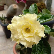 Light Yellow Adenium obesum Seeds