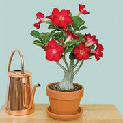 Pink Adenium obesum Seeds