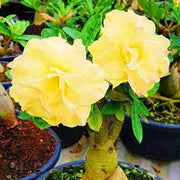 Light Yellow Adenium obesum Seeds
