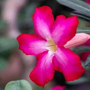 Pink Adenium obesum Seeds
