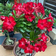 Pink Adenium obesum Seeds