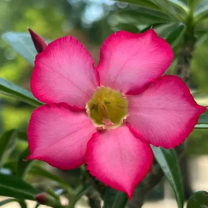 Thick Pink Adenium obesum Seeds