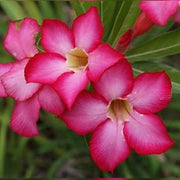 Thick Pink Adenium obesum Seeds