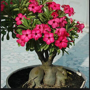 Thick Pink Adenium obesum Seeds
