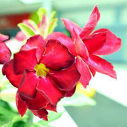 Red Adenium rose Seeds