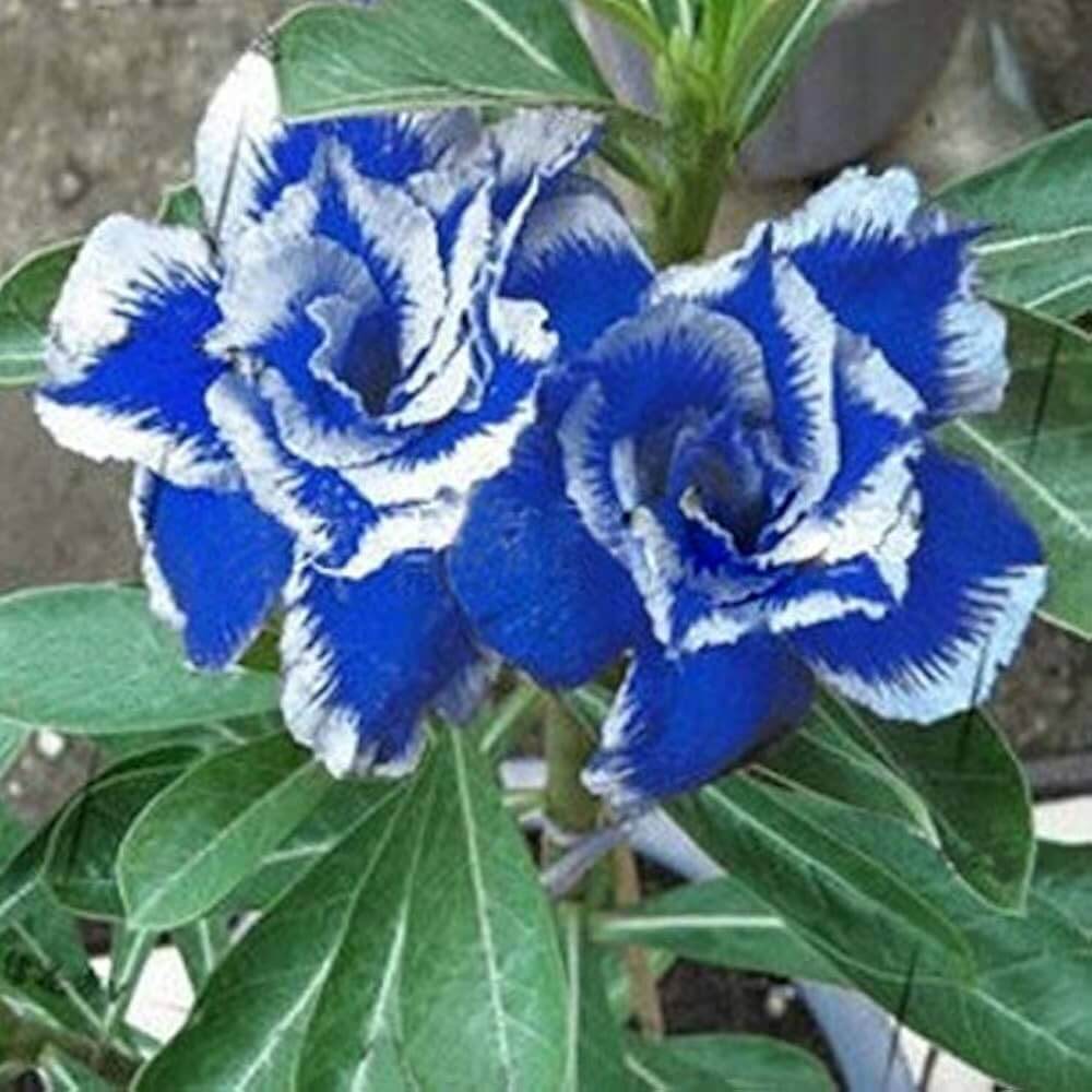 Blue White Adenium rose Seeds
