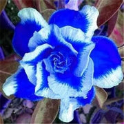 Blue White Adenium rose Seeds