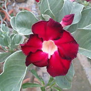 Red Adenium rose Seeds