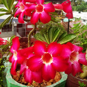Red Adenium rose Seeds