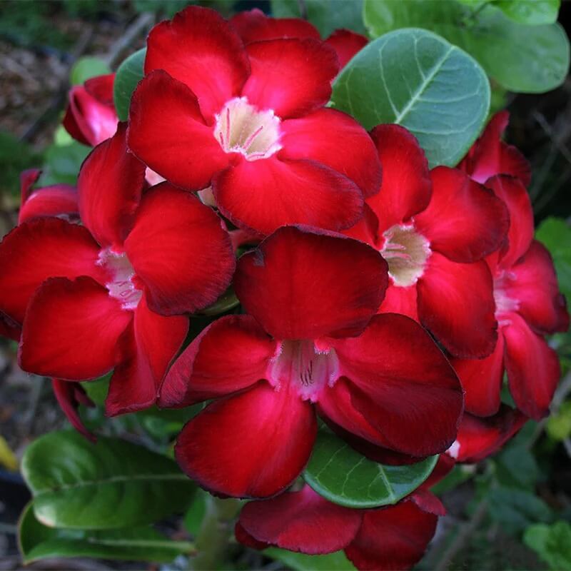 Red Adenium rose Seeds