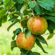 Honeycrisp Apple Seeds