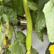 Aegyptiaca Luffa Seeds