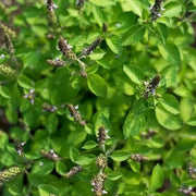 African Blue Blue Spice Basil Seeds, Herbal