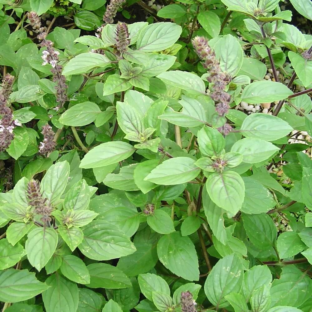 African Blue Blue Spice Basil Seeds, Herbal
