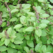 African Blue Blue Spice Basil Seeds, Herbal
