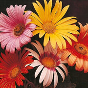Arctotis Rollier African Daisy Seeds