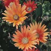 Arctotis Rollier African Daisy Seeds