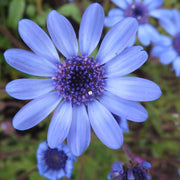Blue Eyed African Daisy Seeds