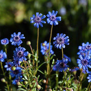 Blue Eyed African Daisy Seeds