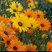 Dimorphotheca aurantiaca African Daisy Seeds