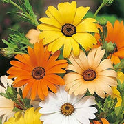 Dimorphotheca aurantiaca African Daisy Seeds