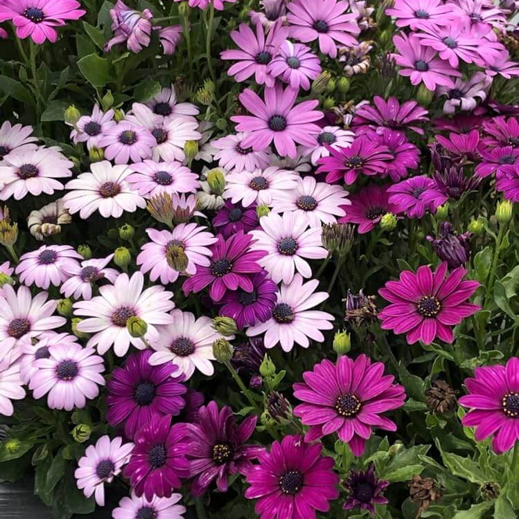 Osteospermum African Daisy Seeds