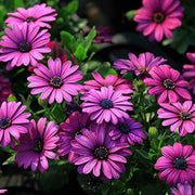 Osteospermum African Daisy Seeds