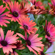 Osteospermum Seeds – Osteospermum ecklonis