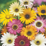 Arctotis Rollier African Daisy Seeds