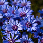 Blue Eyed African Daisy Seeds