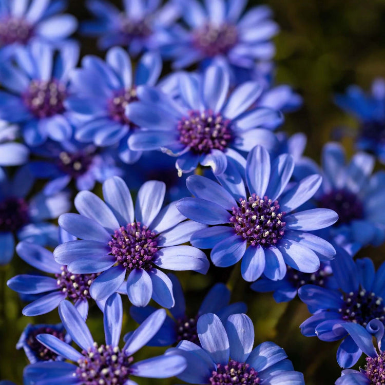 Blue Eyed African Daisy Seeds