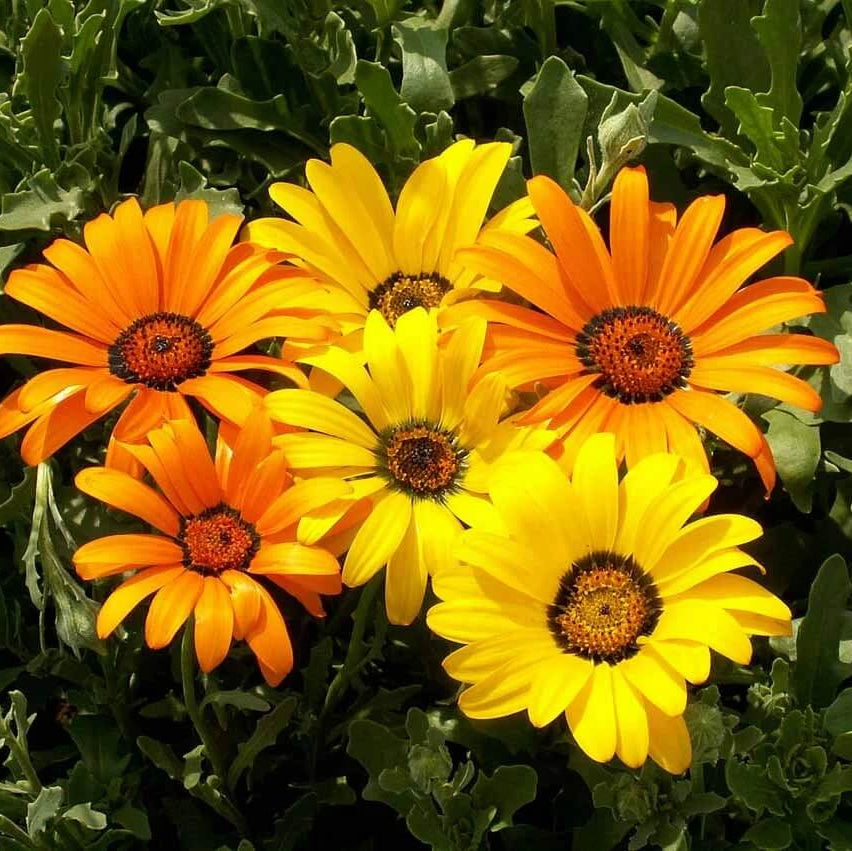 Dimorphotheca aurantiaca African Daisy Seeds