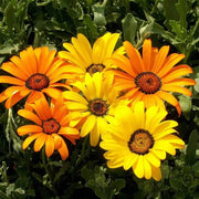 Dimorphotheca aurantiaca African Daisy Seeds