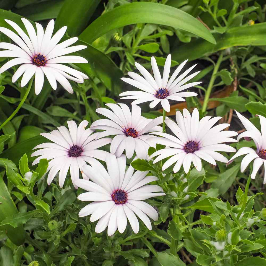 African Daisy Seeds