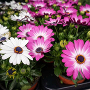 Osteospermum African Daisy Seeds