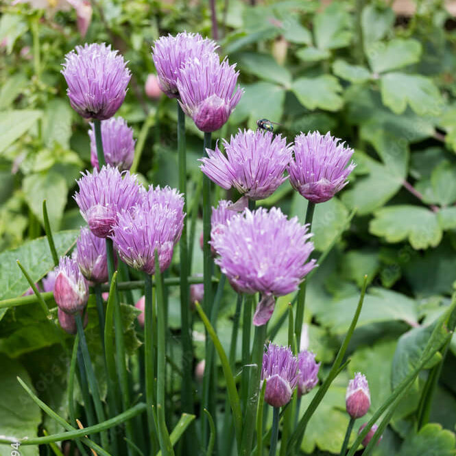 African Garlic Plant Seeds - Herbal Plant