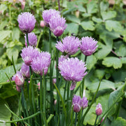 African Garlic Plant Seeds - Herbal Plant