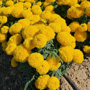 Marigold Seeds – Tagetes spp.