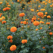 Marigold Seeds – Tagetes spp.