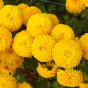 African Marigold Seeds